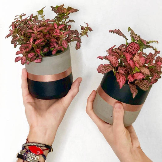 Des pots de fleurs en béton pour un jardinage moderne et élégant